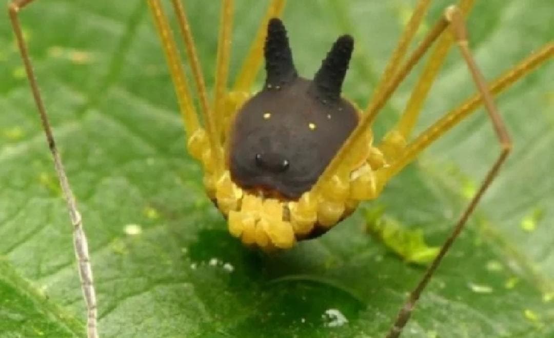 Video: Conoce a la "araña perro", insecto que se ha viralizado