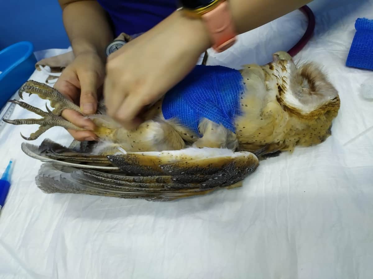 Muere lechuza apedreada en Yucatán "por ser de mal agüero"