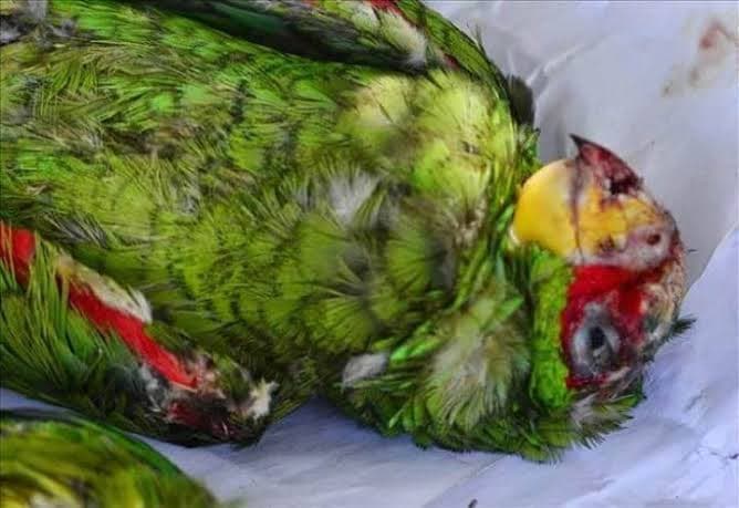 Denuncian que hay una red de tráfico de aves en Yucatán