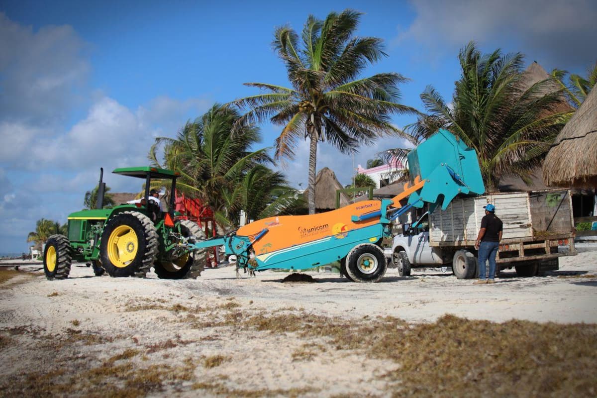 Galería: ¡Llega sargazo a Puerto Morelos! Brigadas intensifican limpieza
