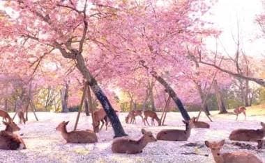 Video: Decenas de ciervos descansan bajo los cerezos floreciendo en Japón