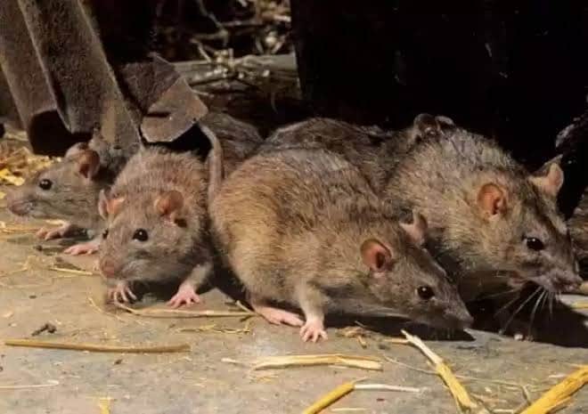 Ratas chinas contagian de nueva cepa de hepatitis E a humanos