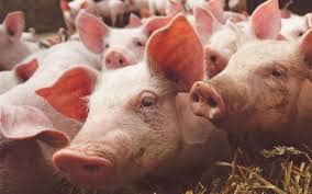 Advierte Greenpeace contaminación de cenotes por granjas porcícolas