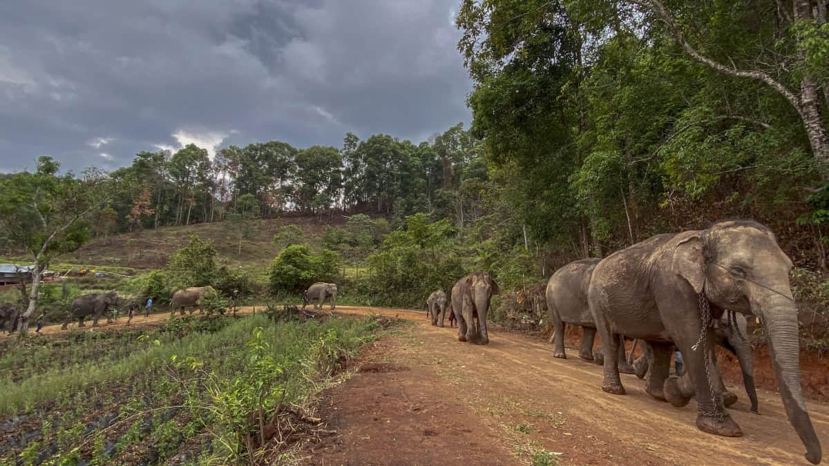 Dos mil elefantes quedan 'desempleados' por crisis de Covid-19 en Tailandia