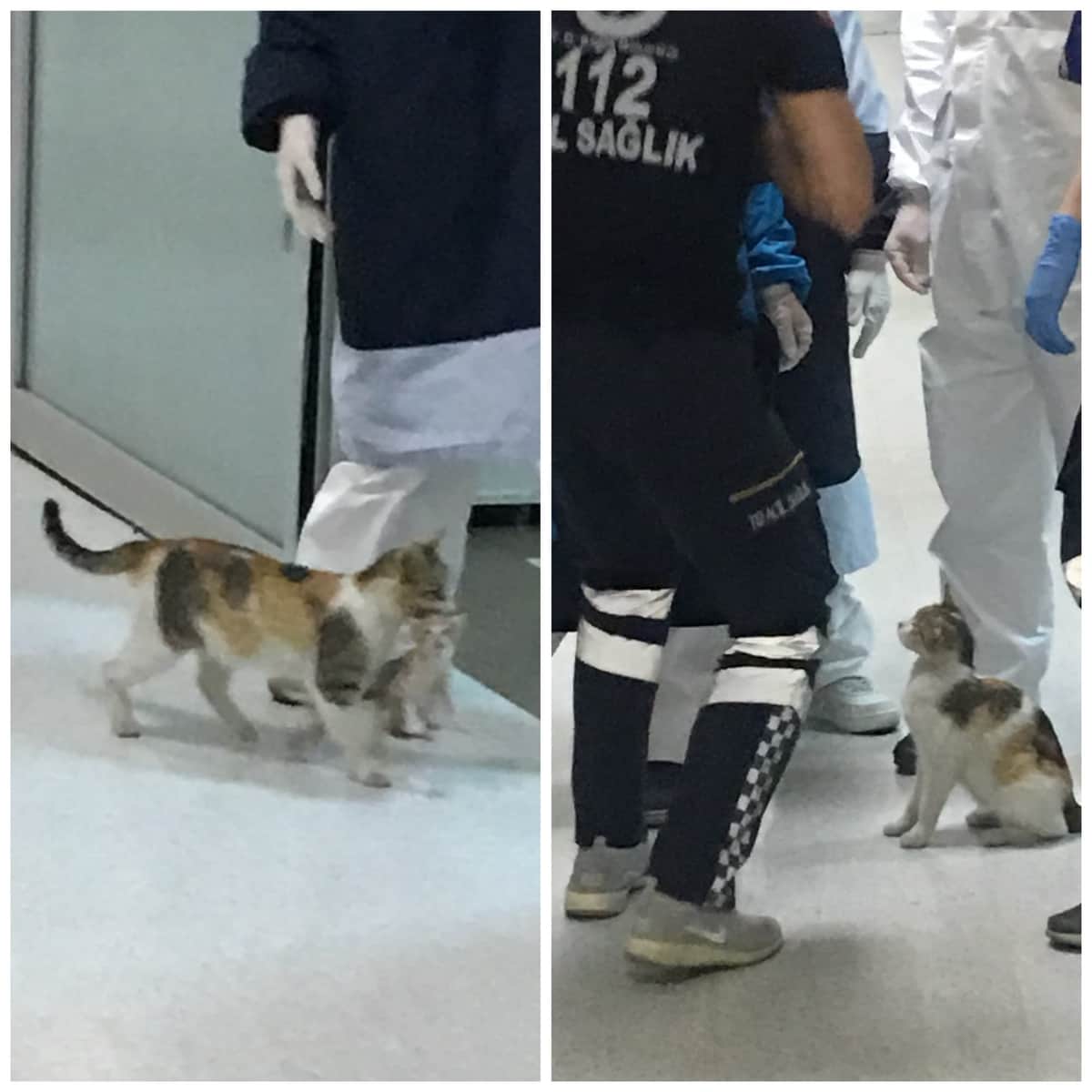 Gatita lleva a su cría al hospital y espera 'paciente' atención médica