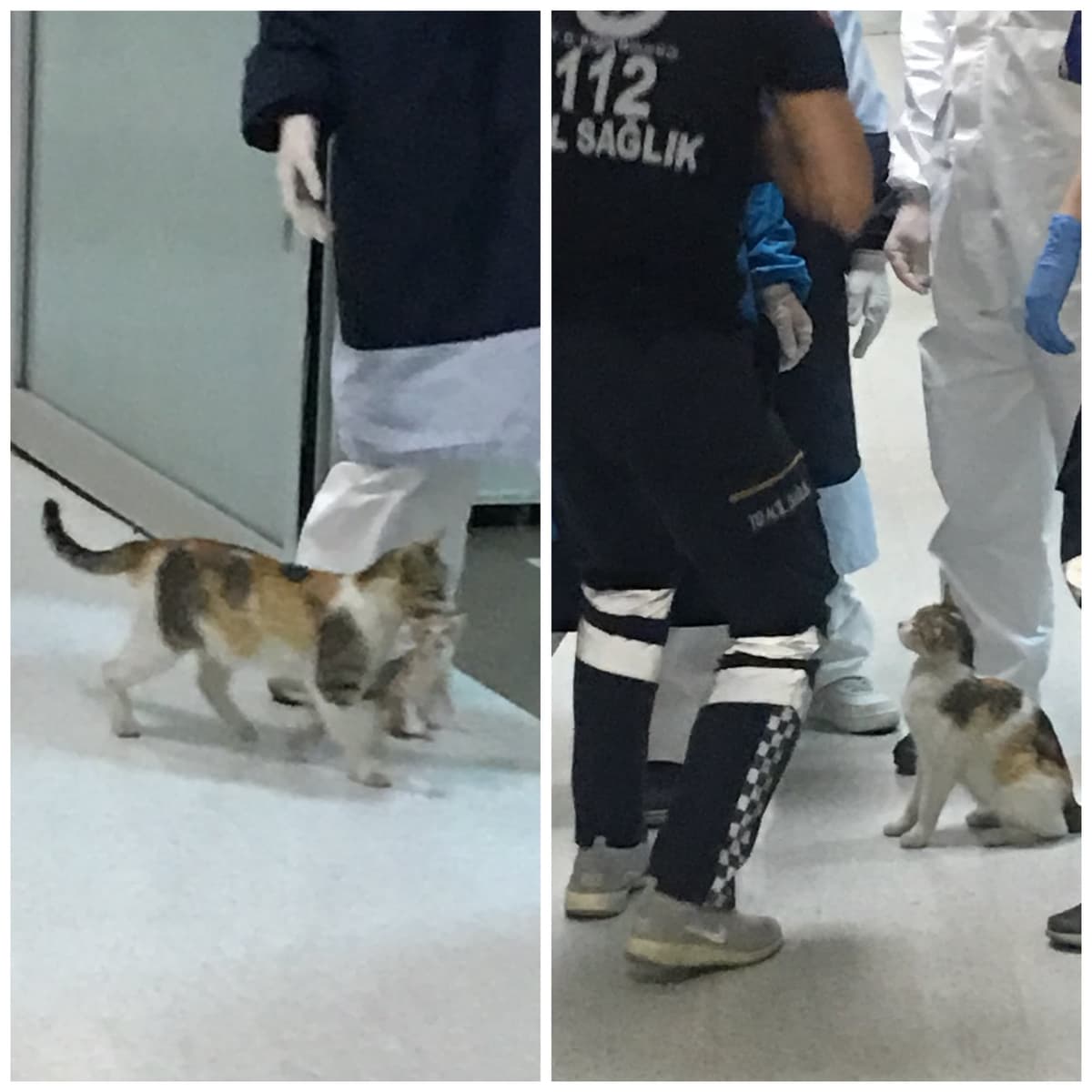 Gatita lleva a su cría al hospital y espera 'paciente' atención médica