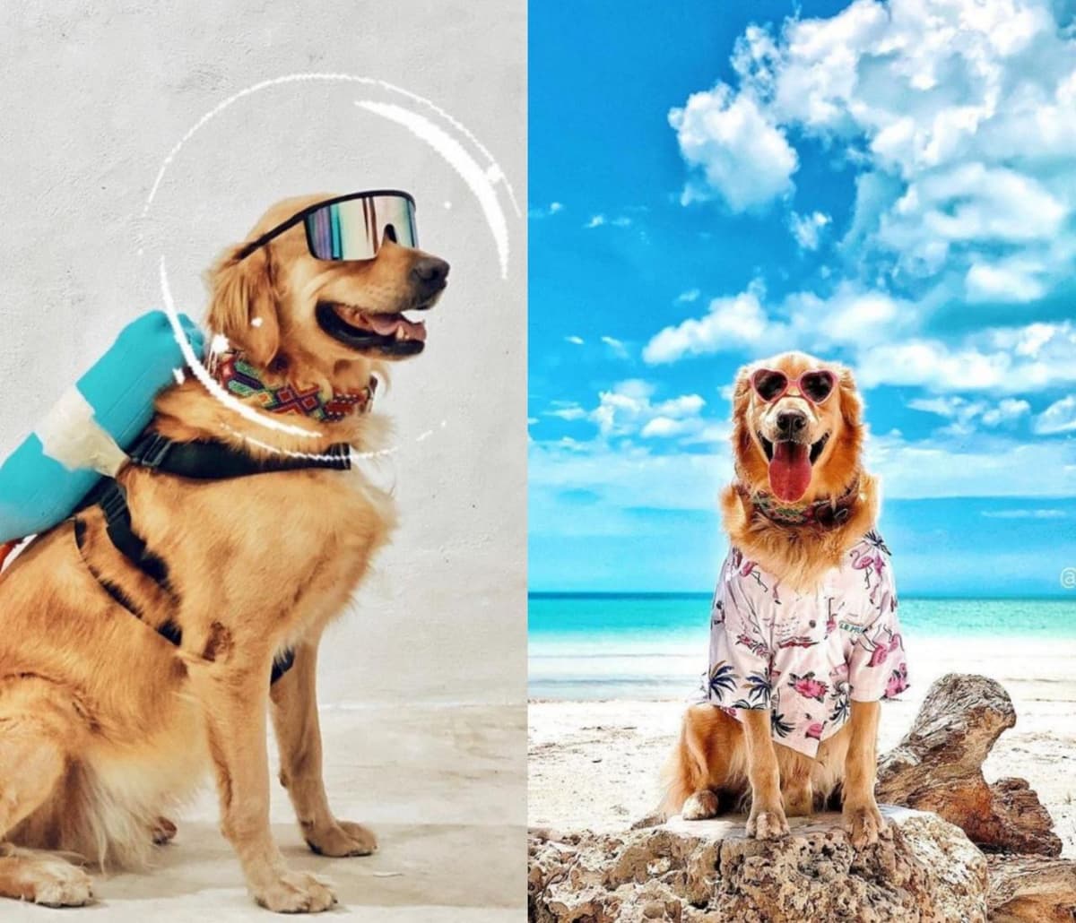 Conoce a Murphy, el perrito que promueve a la isla de Holbox