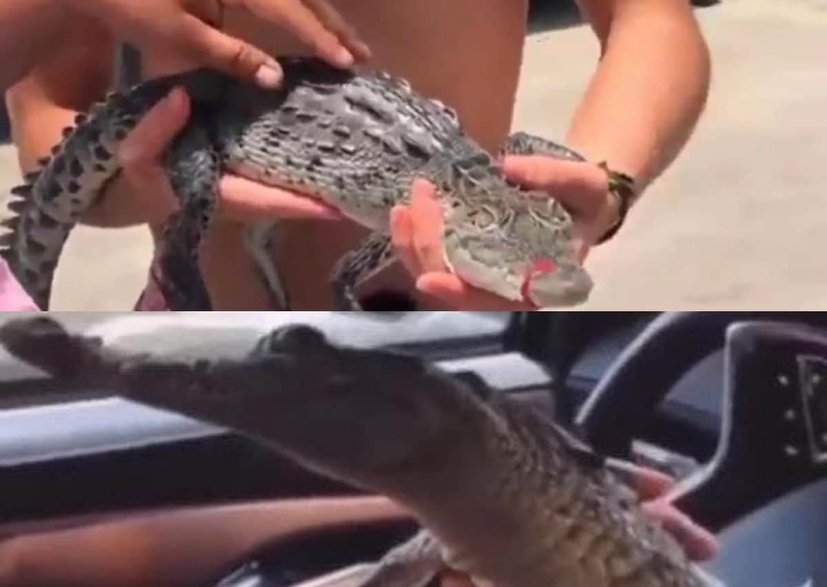 Influencers mexicanos compran ilegalmente cría de cocodrilo para ¡grabar videos!