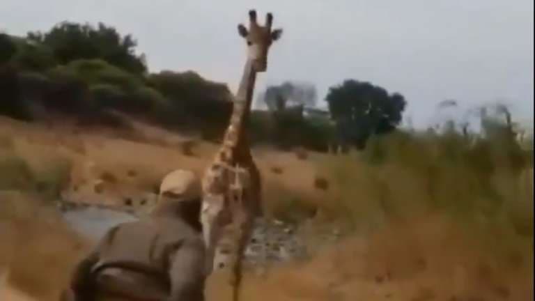 VIDEO: Jirafa persigue al estilo Jurassic Park un vehículo con turistas