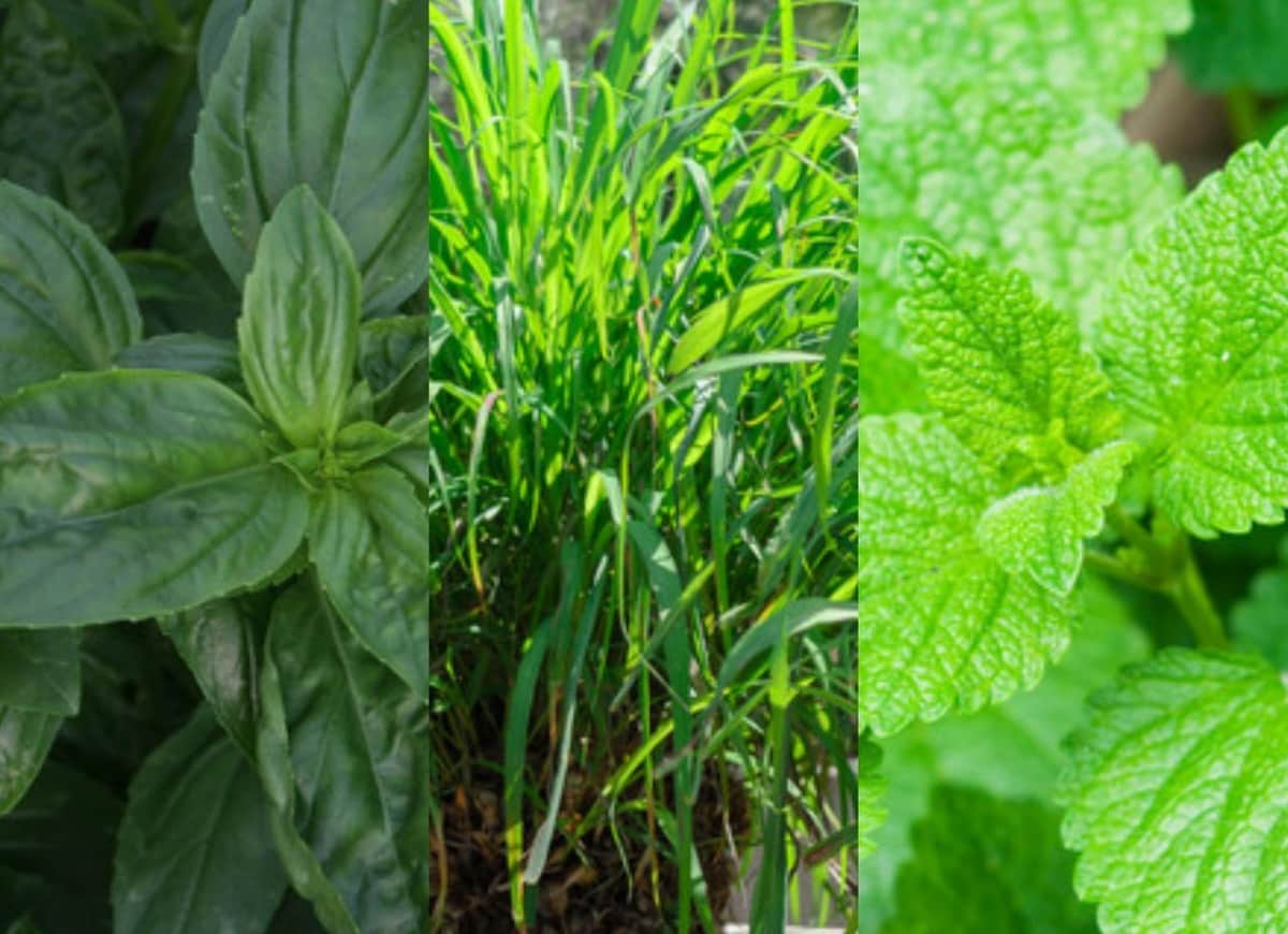 Con estas plantas en tu hogar podrás decirle adiós a los mosquitos