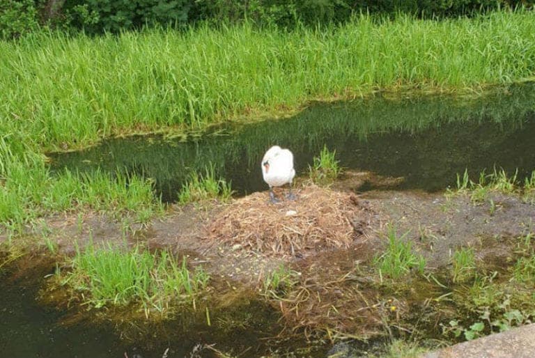 Cisne muere de tristeza, sujetos le destruyeron sus huevos y su nido