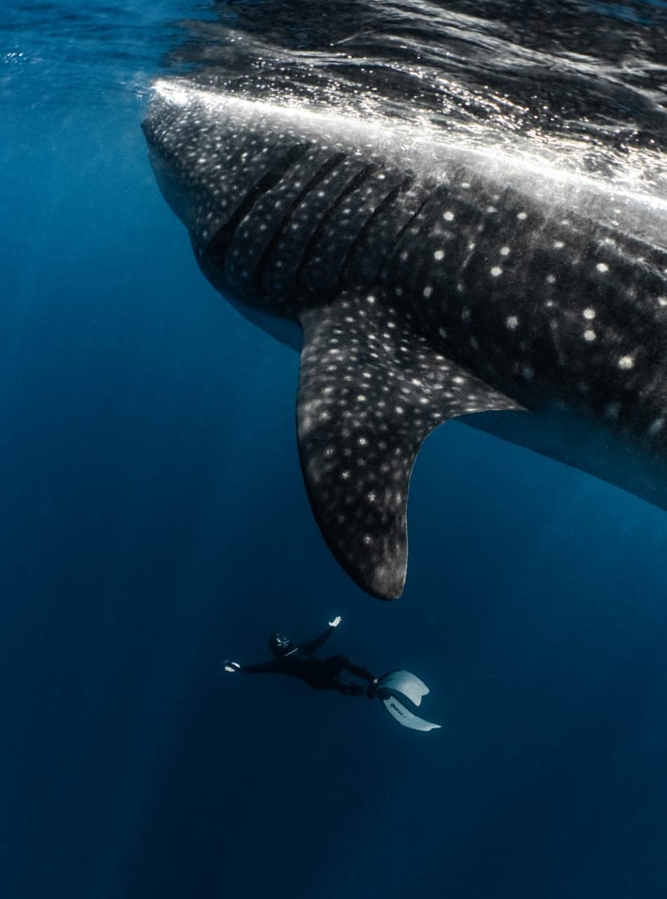 Video: Mira la maravilla que es el tiburón ballena, el pez más grande del mundo