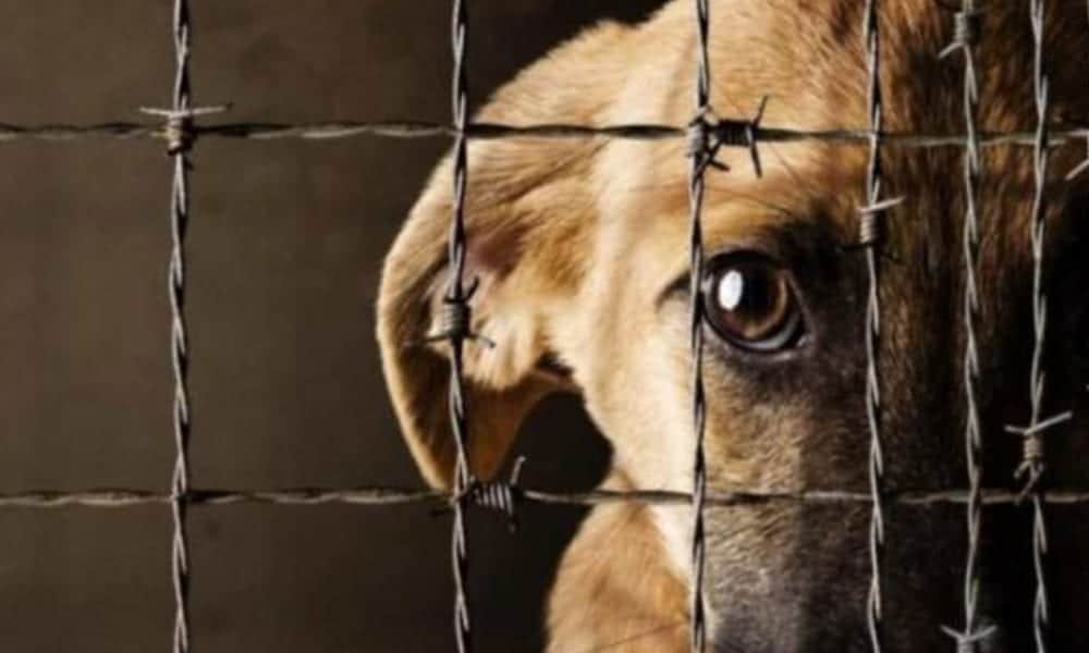 ¿Es delito maltratar o matar a un animal en Quintana Roo?