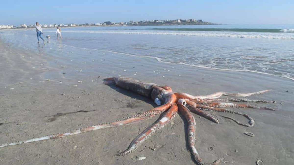 Video: Aparece calamar gigante en una playa que ¡mide más de 4 metros de largo!