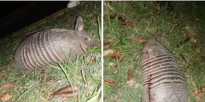 ¿Hallaste un animal silvestre en la ciudad? ¡Te decimos cómo ayudarlo a ser rescatado!