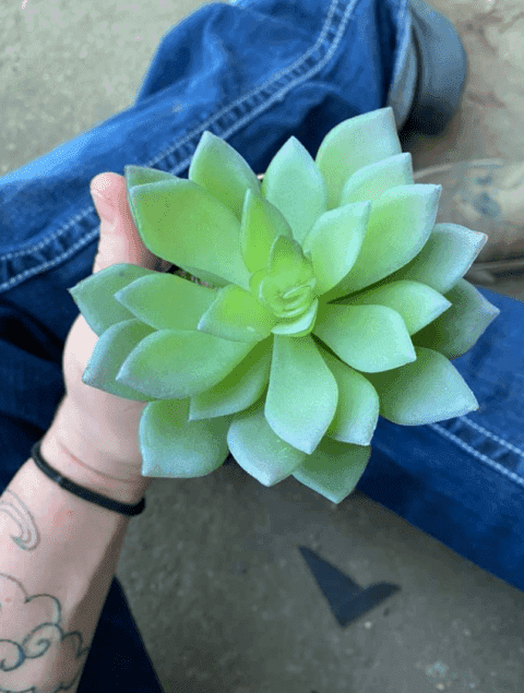 Dos años cuida y riega su planta favorita sin saber que era de plástico y se vuelve viral