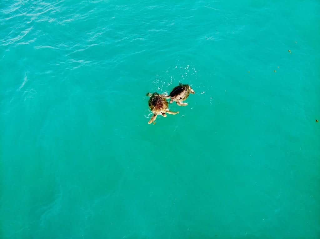 Captan a pareja de tortugas enamoradas nadando en playas de Cancún