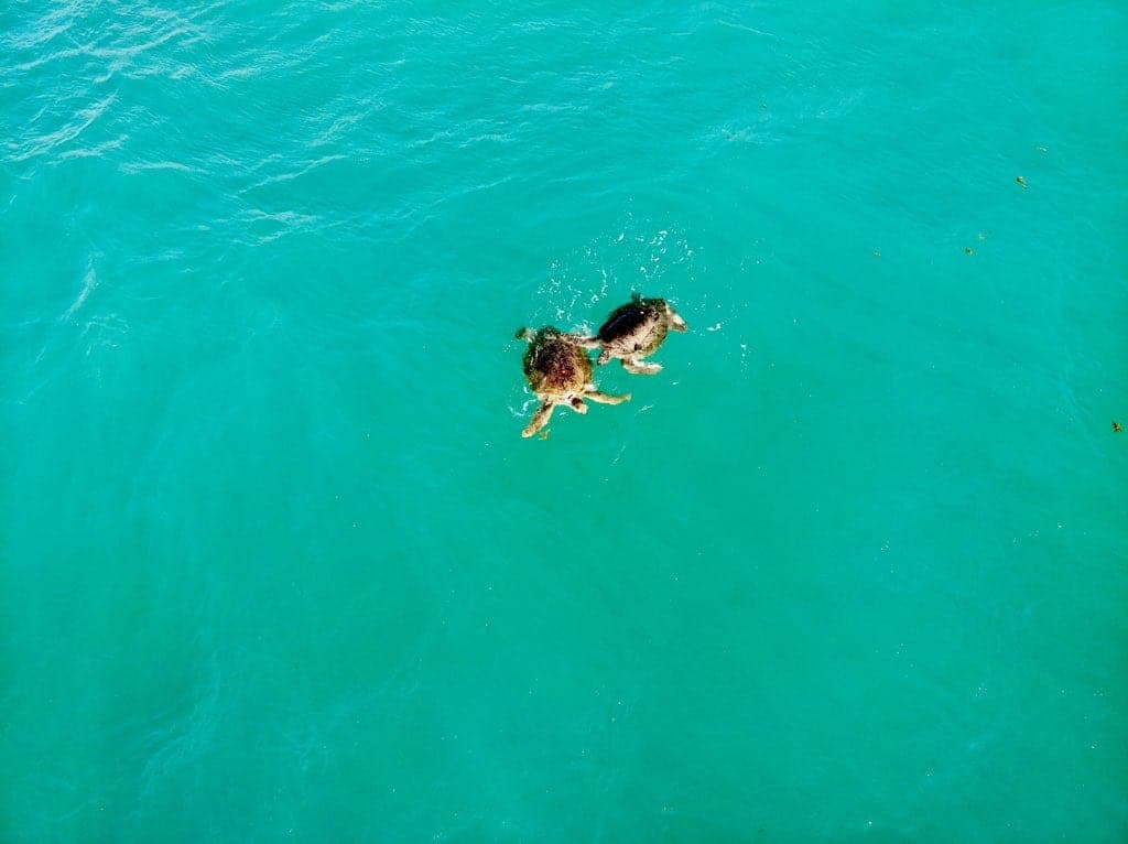 Captan a pareja de tortugas enamoradas nadando en playas de Cancún