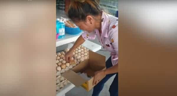 Video: Pollito nace en plena tienda de abarrotes junto a los huevos listos para vender