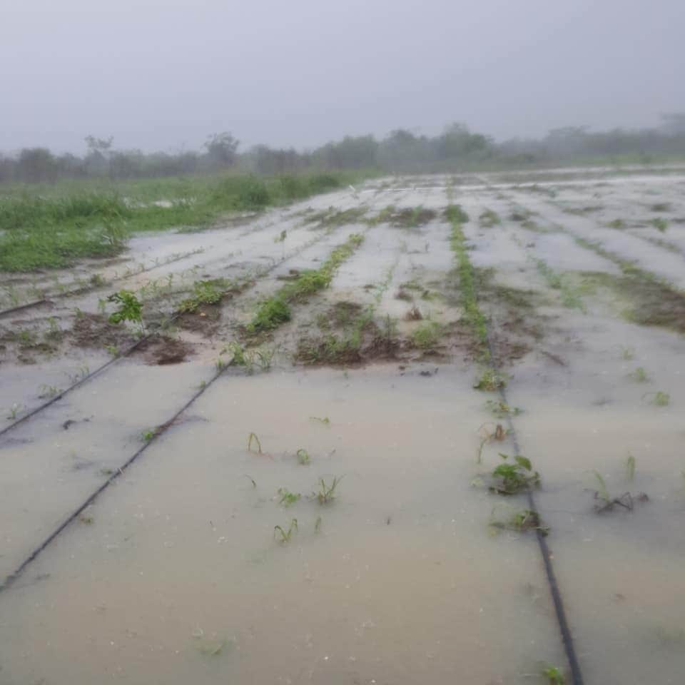 Intensas lluvias arruinan varios cultivos de maíz en Zaczuquil, Quintana Roo