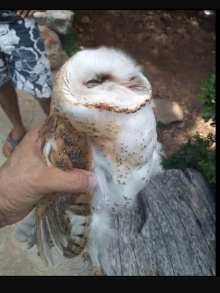 Continúan agresiones contra lechuzas en Yucatán por representar mal augurio