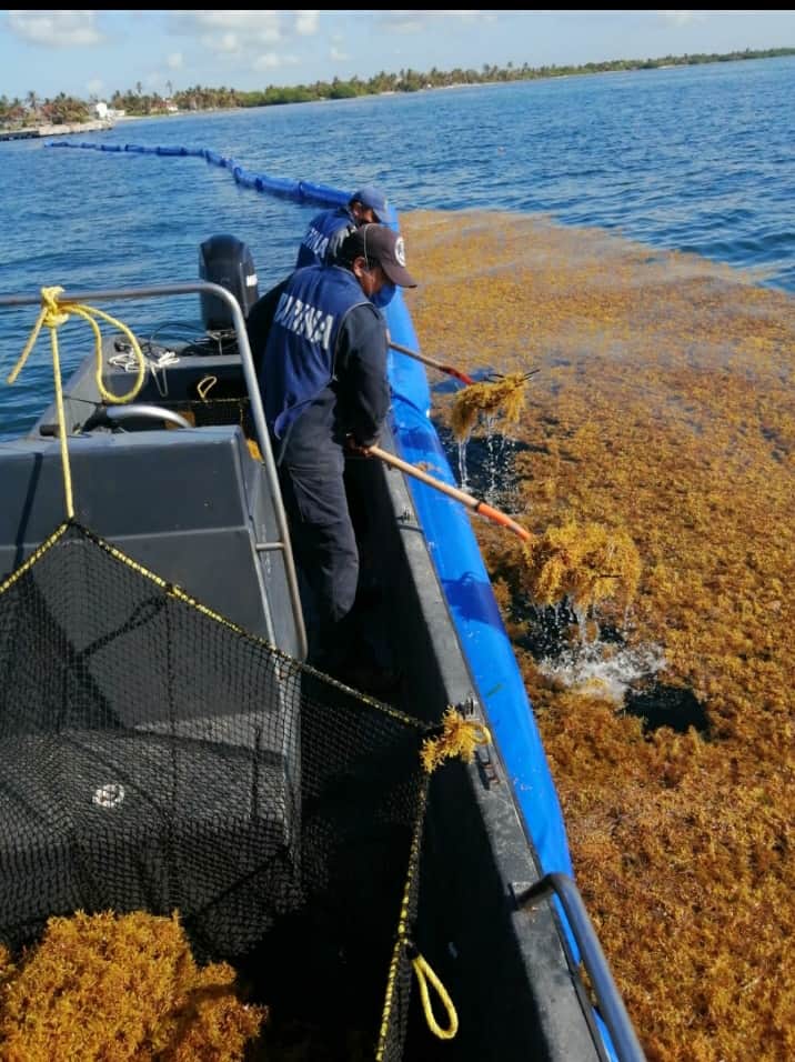 Recolectan más de 800 toneladas de sargazo en playas de Quintana Roo