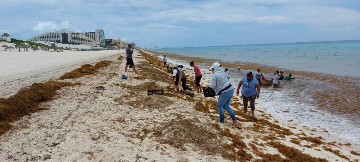 Refuerzan operativo para atender recale de sargazo en Cancún