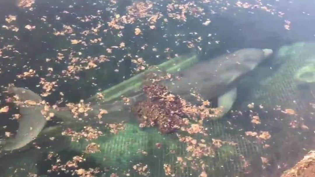 Tras abandono de delfines, Dolphin Discovery intenta limpiar su imagen