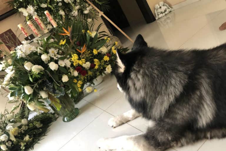 Conmueve perro que llora muerte de su dueño: 'no se despegó del ataúd'