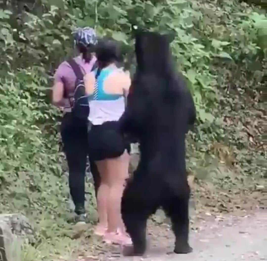 Video: Captan de nueva cuenta un oso en Nuevo León