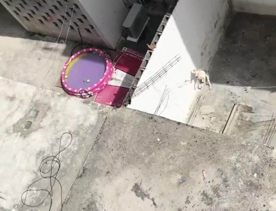 Video: Denuncian en redes maltrato que sufre una mascota en Cancún