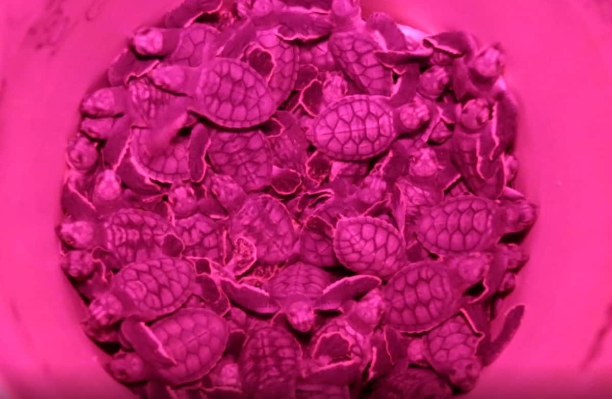 Más tortugas anidan en Cancún, ante mayor ausencia humana