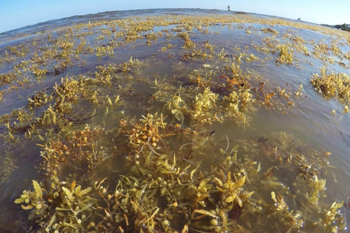 Advierte la UNAM que el sargazo tiene arsénico y otros tóxicos