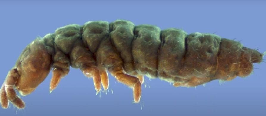 Descubren criatura en la Antártida; sobrevivivió a 30 eras del hielo