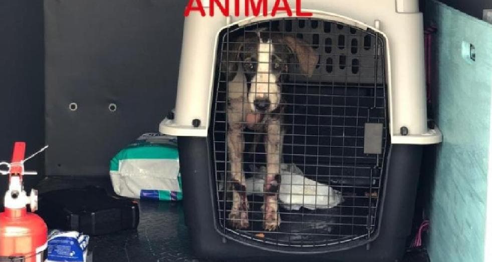 Arrastraron a su perrito por varias calles en Chetumal y fueron multados