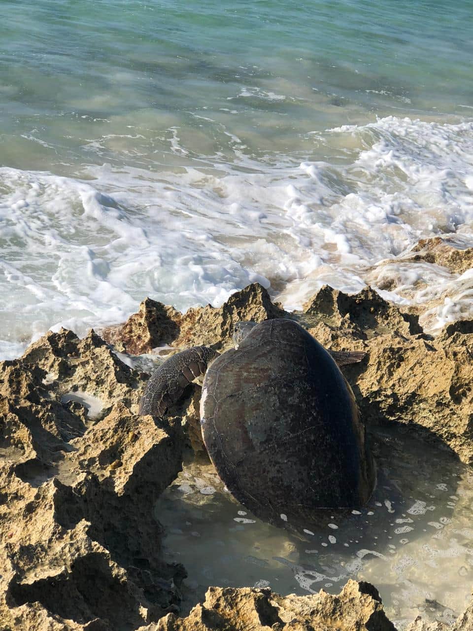 Video: Rescatan a tortuga atorada en Cozumel
