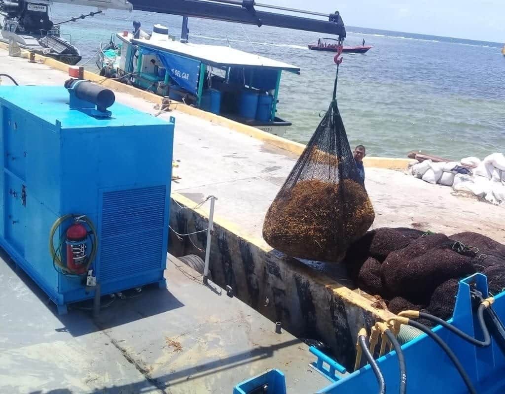 Recolecta Marina cerca de 14 mil toneladas de sargazo en Quintana Roo