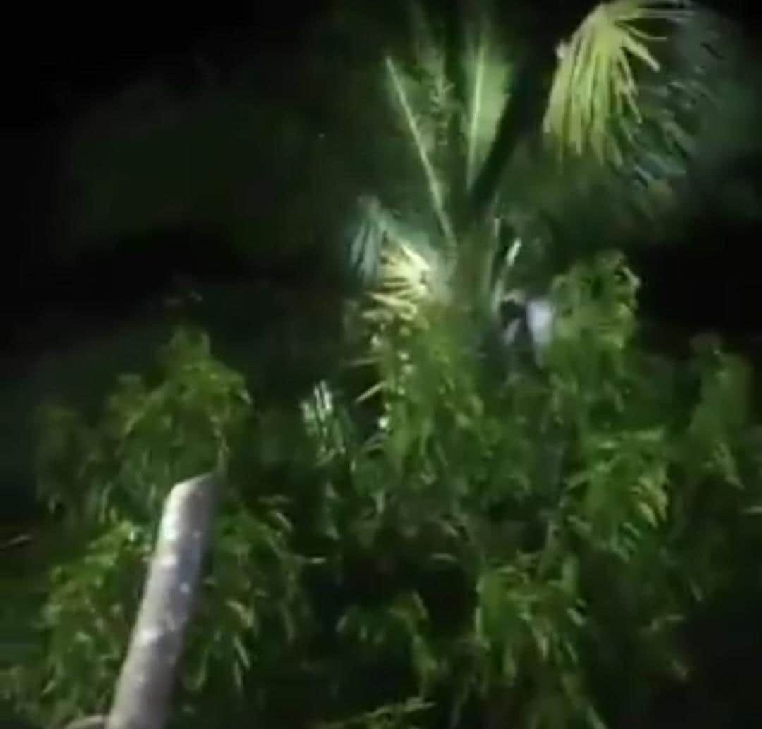 Video: Pobladores de Veracruz salen a "cazar un nahual"