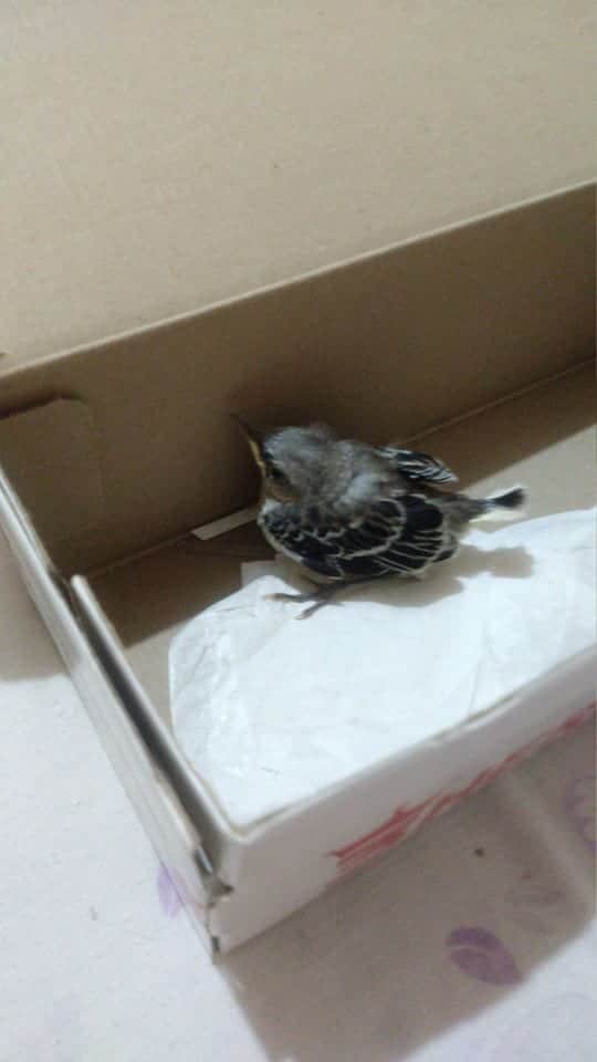 Joven se encuentra cenzontle tirado en Cancún ¿Pero qué se hace en casos así?