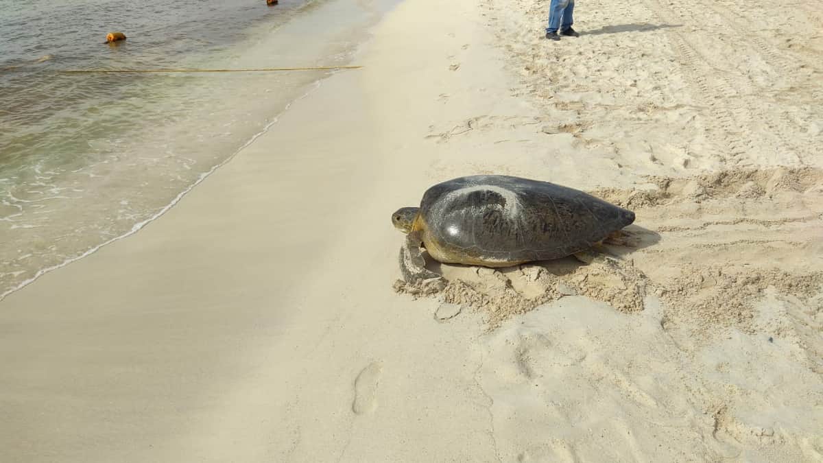 Rescatan a tortuga blanca que quedó atrapada en el Hotel Paradisus
