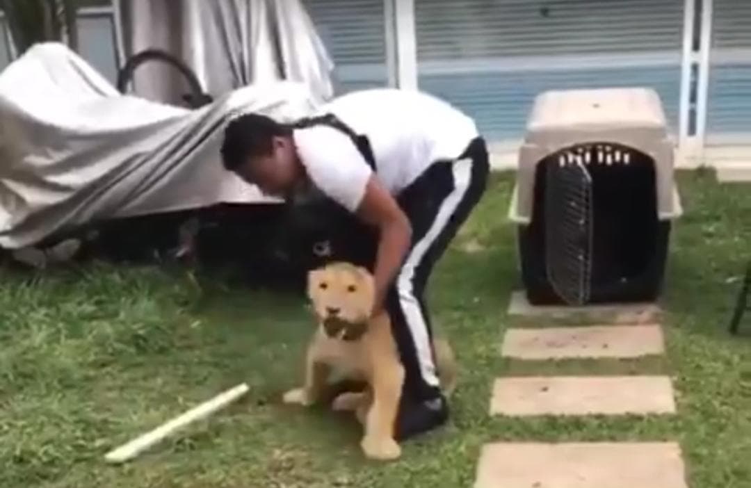 Video: Ejecutan a presunto extorsionador que tenía a un león como mascota