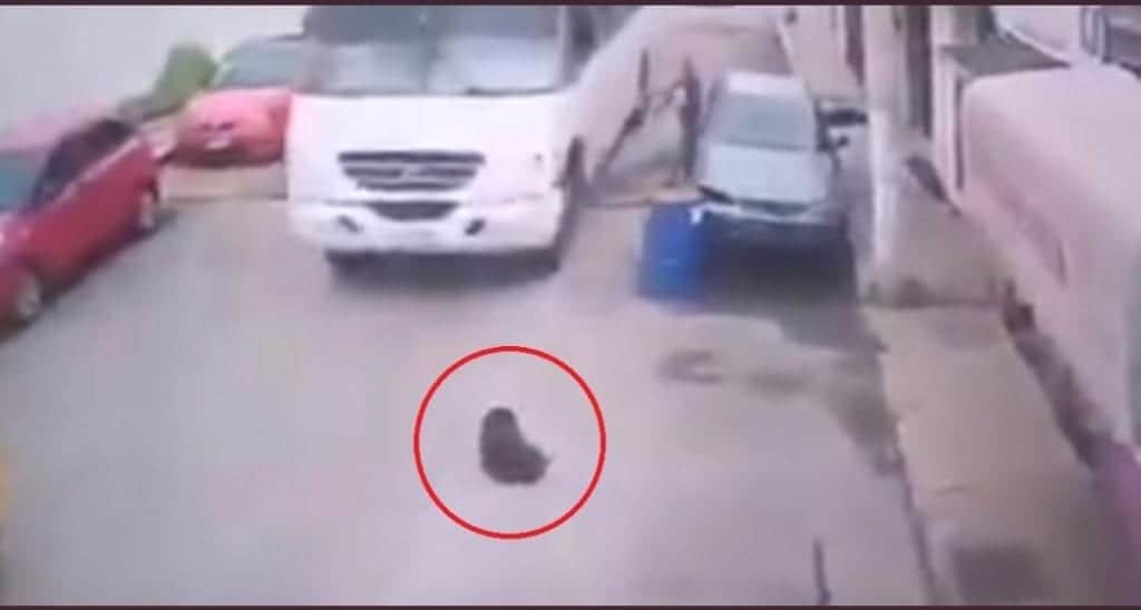 Video: Camión arrolla a perrito que descansaba a media calle