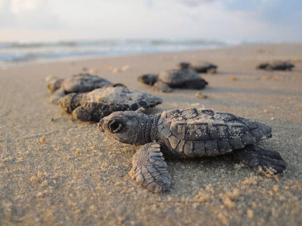 Van más de un millón de huevos de tortugas marinas protegidos este año en Cancún