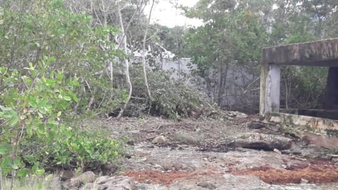 Lamenta Citymar la devastación ecológica en Cozumel