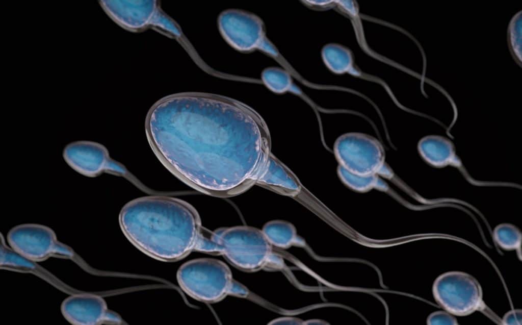 ¡Descubren espermatozoides de hace 100 millones de años! los más antiguos de la historia