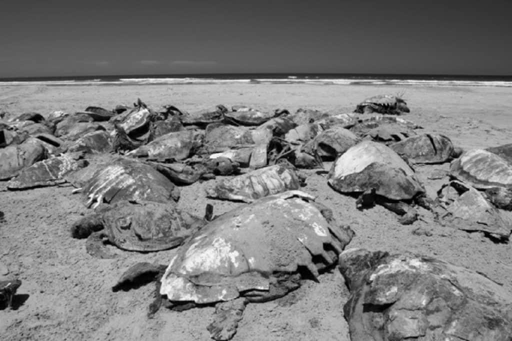 Mueren más de 350 tortugas caguama en BCS en el sitio donde hallaron varados lobos marinos
