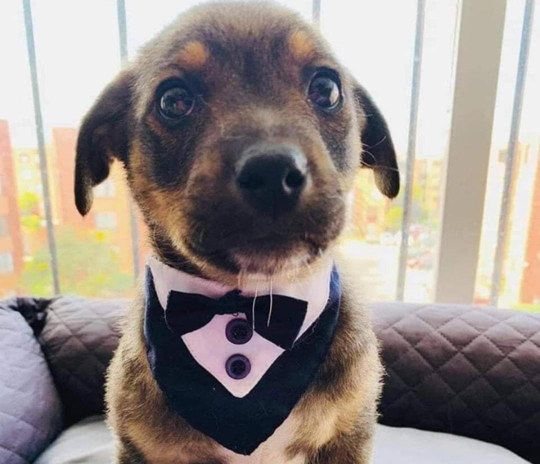 Vicente fue plantado el día de su adopción, pero ya tiene una familia