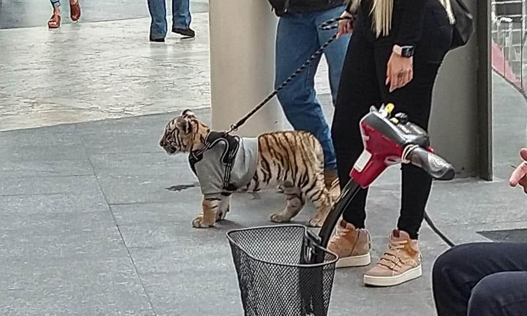 Captan a mujer paseando con un tigre como mascota en la Cdmx