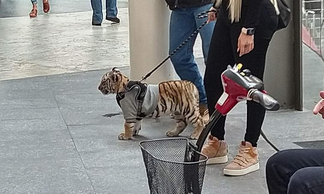 Captan a mujer paseando con un tigre como mascota en la Cdmx