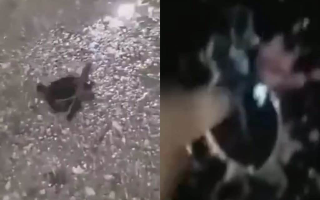 Video: Intentan que tortugas no mueran aplastadas en zona hotelera de Cancún